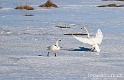 Cygne chanteur 7237